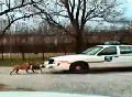 Dog chews police car