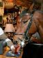 Horse in pub